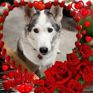 Meet your Posher, Sandy david